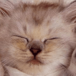 Cute Cat