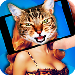 Face scanner - what cat?