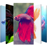 Betta Fish 🐠 Lock Screen