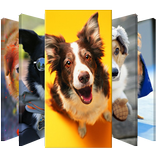 Funny Dogs Lock Screen