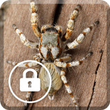Spider Poisonous Screen Lock