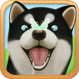Dog  Sweetie Run