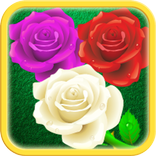 Shoot Bubble Rose 2017