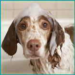 Wash Dogs Game