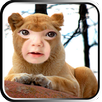 Lion photo masks APK