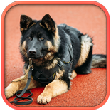 Fantastic Police Dog