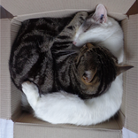 Purr