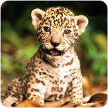 Wild Animal Puzzle for Kids