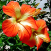 Flowers Live Wallpaper APK