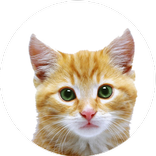 Cat Pictures