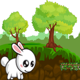 The Bunny Crazy World