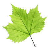 TreeLogy