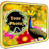 Peacock Photo Frames