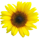 Flower widget