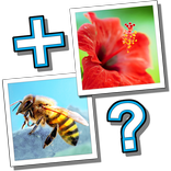 ”MixTwo – Mix 2 Pics 1 Word