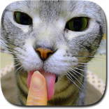 Kitty Licks Screen