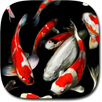 Koi Live Wallpaper PRO APK