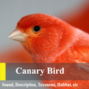 Canary Birds Master-APK