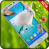Rabbits in Phone | prank app