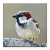 Bird Sounds APK