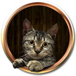 ”Pretty Cat Talk