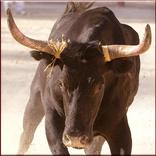 Bill Rodeo Bull Matador
