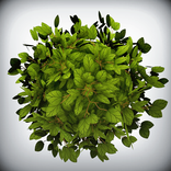 World Tree