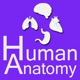 ”Human Anatomy