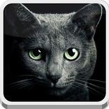 Black Cat