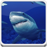 Hungry Shark
