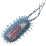 Prokaryotic Cell 3D