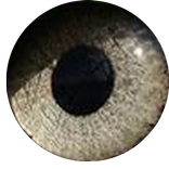 Sight