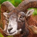 Angry Goat City Simulator 3D APK