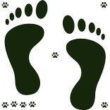 Pedometer Steps Timer