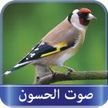 صوت طائر الحسّون