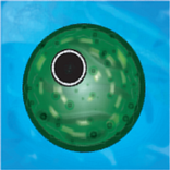 Cellu
