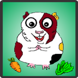 Guinea Pig