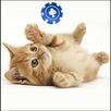 Cute Kittens Slot Machine APK