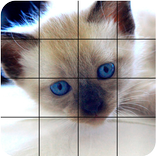🐱 Cats Puzzle