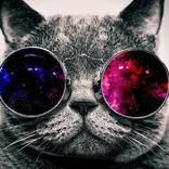 Nyan cat