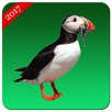 PuffinPaw Browser APK