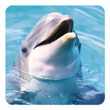 海豚音