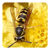 Insects Sounds APK
