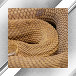 Snake Photo Frames