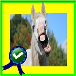 Adventurer Horse Race Running