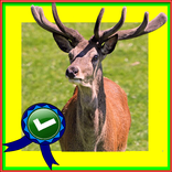 Happy Adventurer Deer Jumping