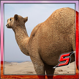 3D SACRED CAMEL Simulator