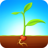Plant Growth