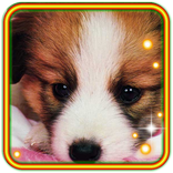 Cool Puppy Pet