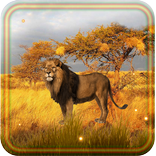 Lion Savanna Wild